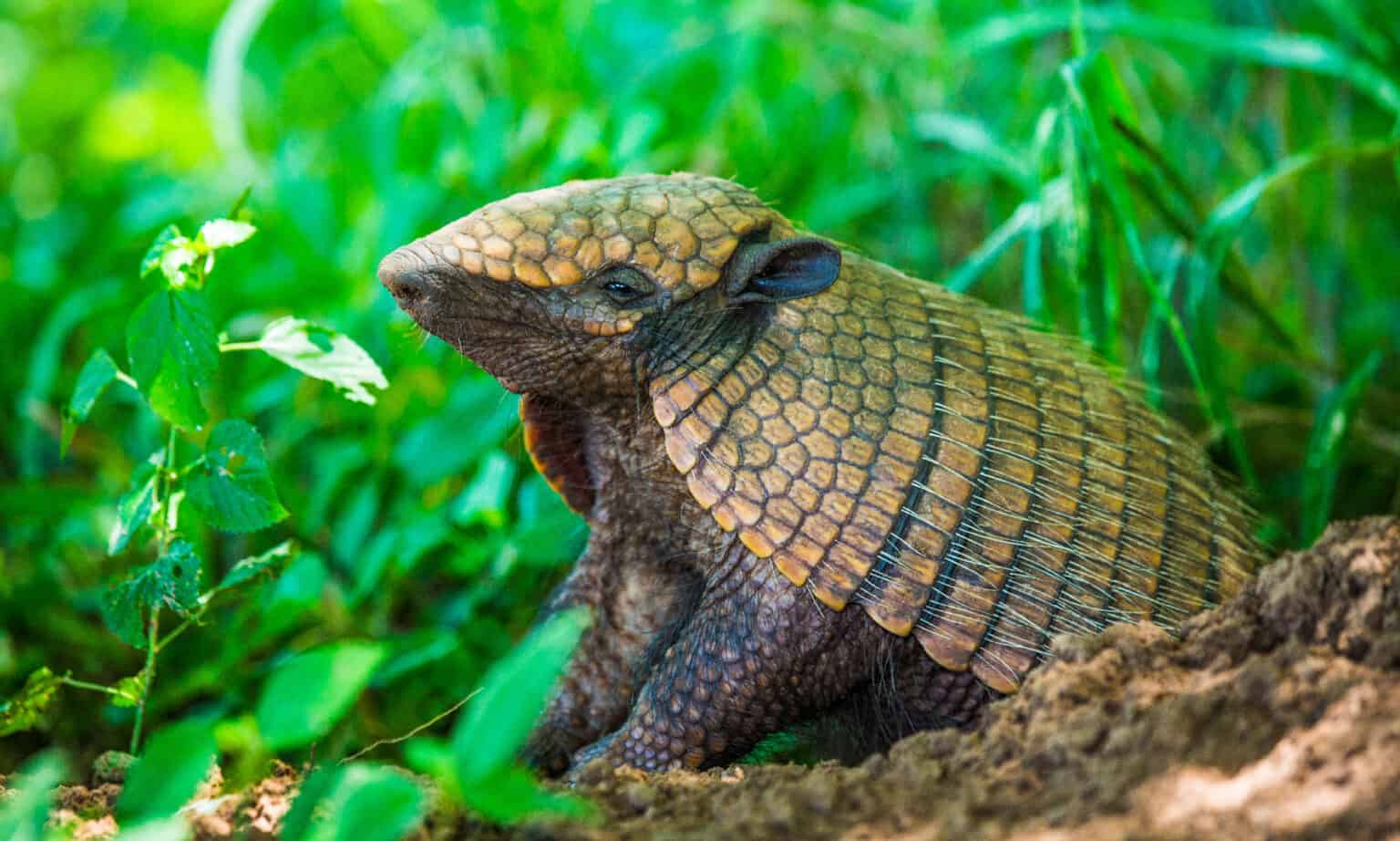 Armadillo Tracks: Identification Guide for Dirt, Sand, and More