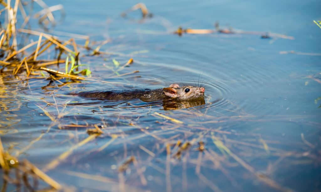 rat swimming