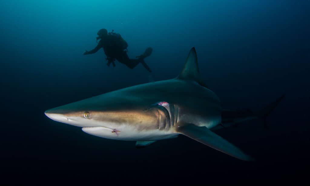 requin avec un plongeur