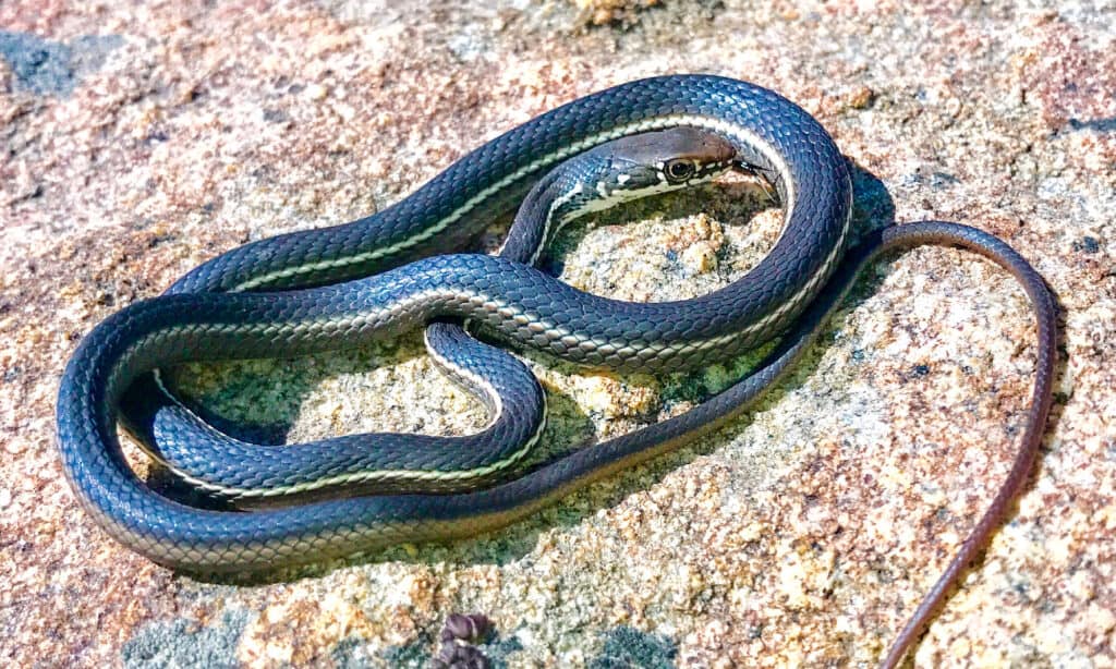 striped racer