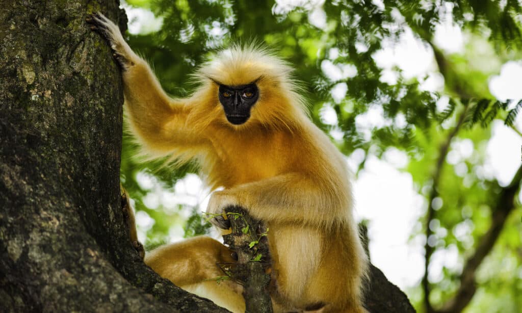 Gee’s Golden Langur