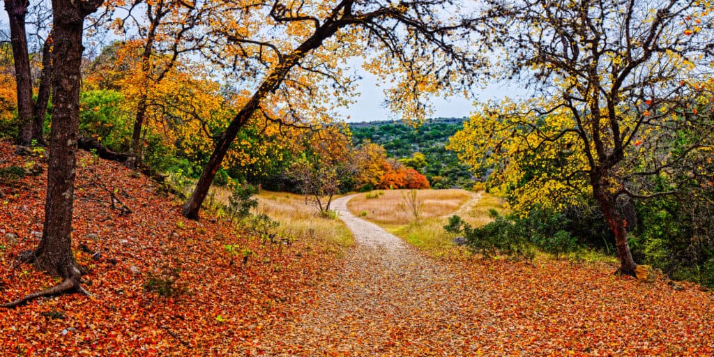 Why Do Leaves Change Color In the Fall?