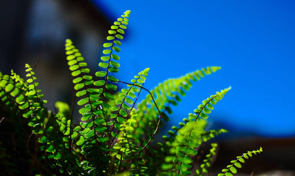 American Maidenhair