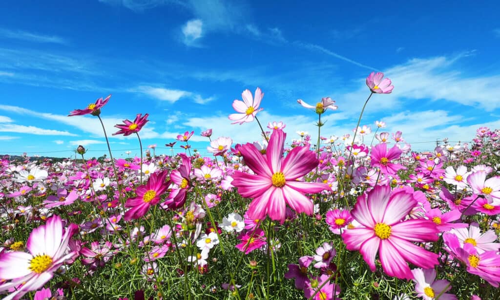 Cosmos Bipinnatus