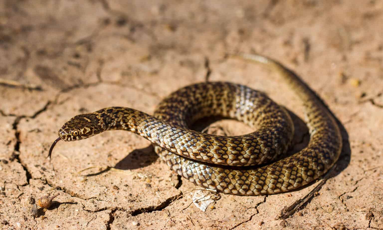 Discover The Largest Banded Snake Ever Recorded - A-z Animals