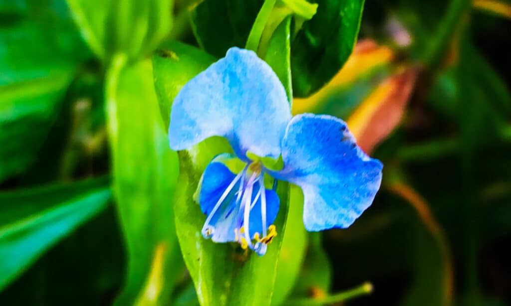 Virginia Dayflower