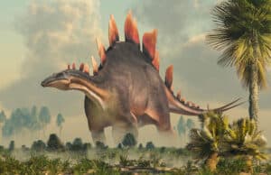 Discover the Biggest Stegosaurus Ever Found  photo