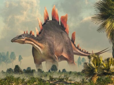 A Discover the Biggest Stegosaurus Ever Found 