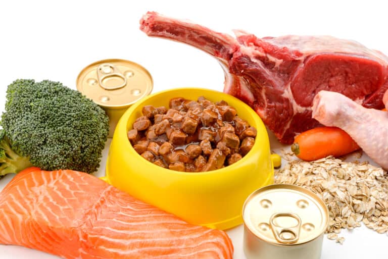 The 15 Most Common Health Issues Found in Cockapoos - A-Z Animals