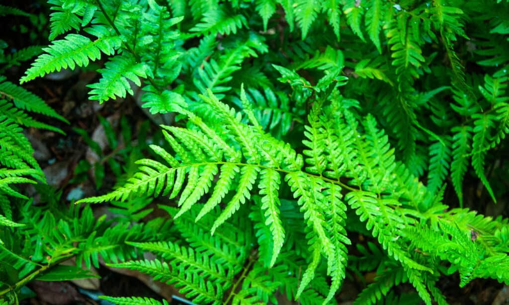 Southern Wood Fern