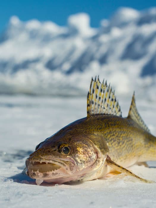 Sauger Fish Teeth