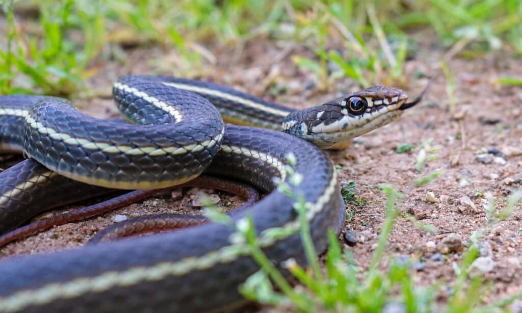 Striped Racer