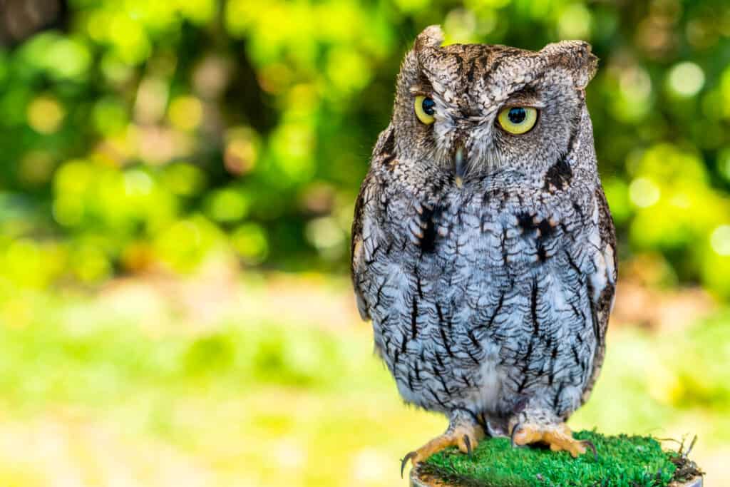 Western Screech Owl