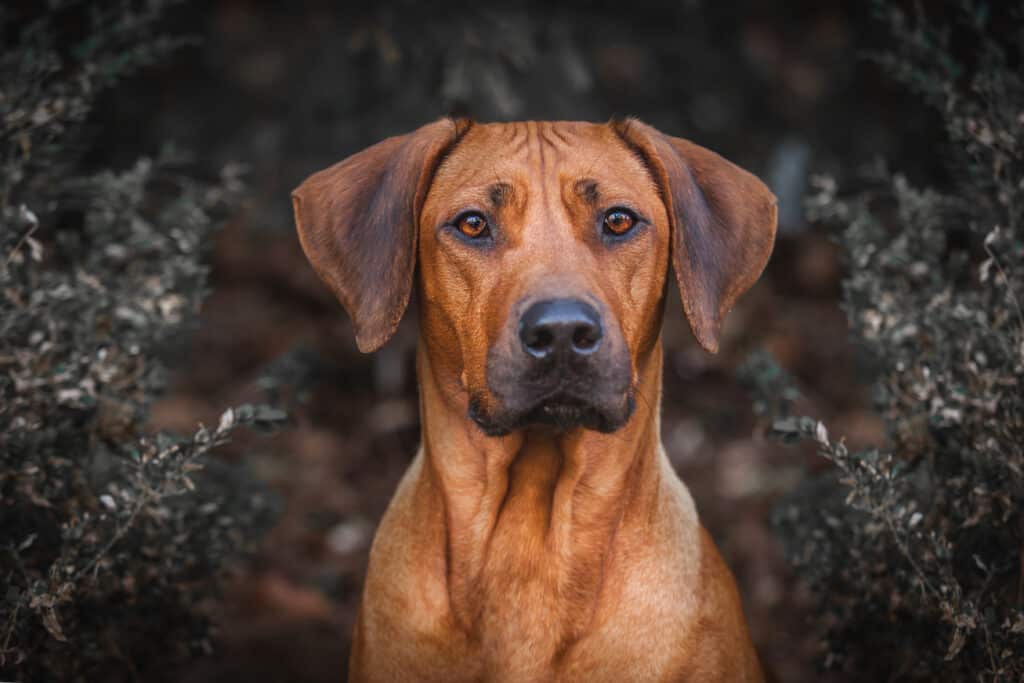 Brown dog looking stoically into camera. 