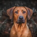 Rhodesian Ridgeback