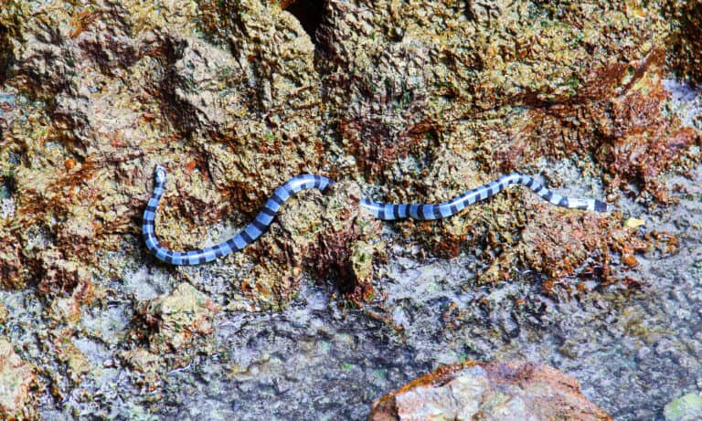 Faint Banded Sea Snake