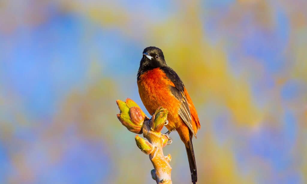 Oriole, Migratory, Songbird, Brightly Colored