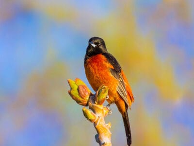 Orchard Oriole Picture