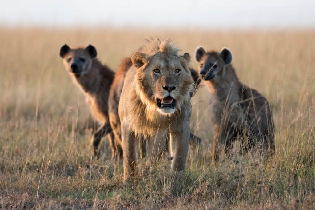 A male lion being followed by a small pack of hyenas. 