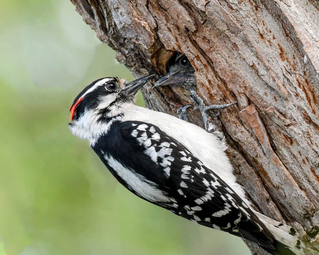 Downy woodpecker