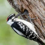 Downy Woodpecker