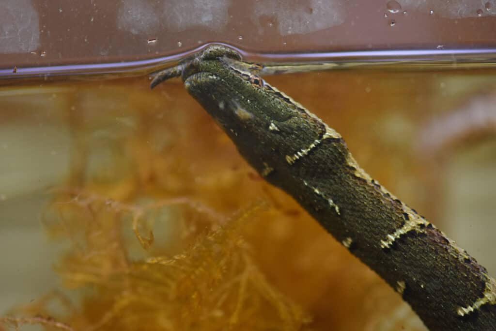 A submerged snake in the water.