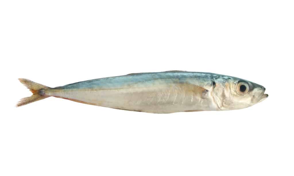 sprat fish