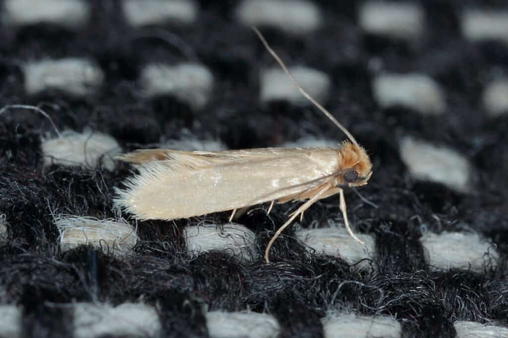 clothes moth resting on fiber
