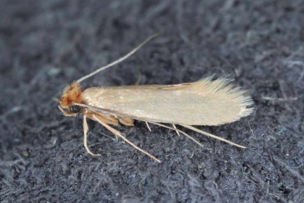 Clothes moth resting on fiber