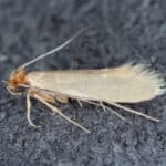 Clothes moths and relatives