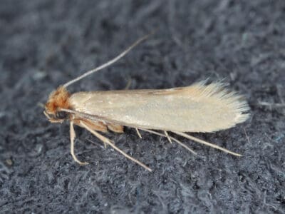 Clothes Moth Picture
