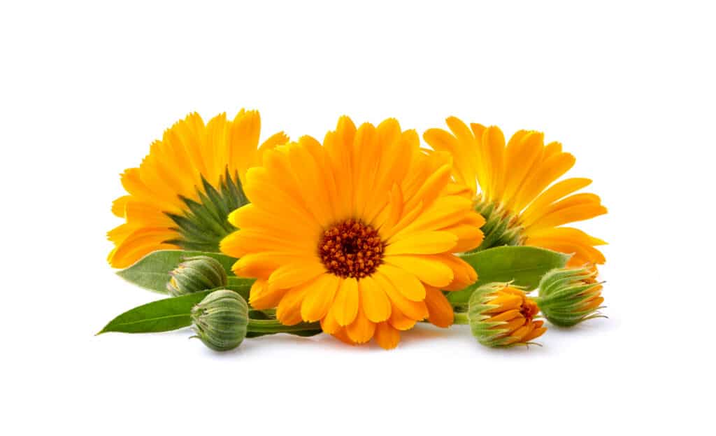 calendula flowers on white background