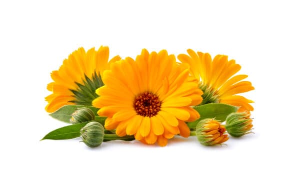 Calendula vs Marigold: Is There a Difference? - A-Z Animals