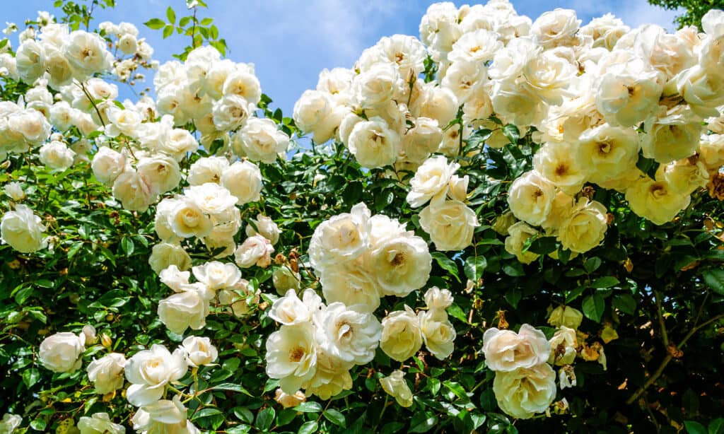 Many clusters of Icecap roses.