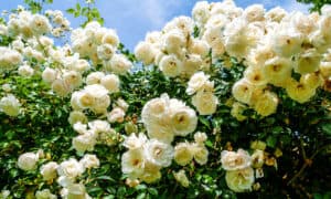 See the 9,000 Square Foot Rose Bush in Historic Arizona Town Picture