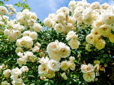 A See the 9,000 Square Foot Rose Bush in Historic Arizona Town