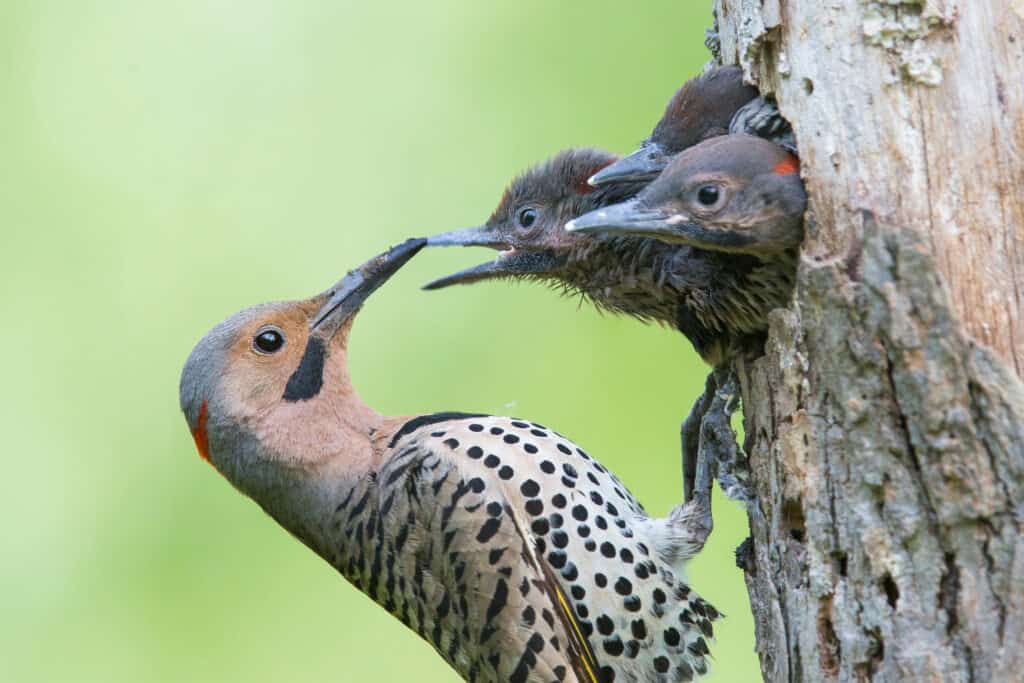 male Northern Flicker with babies