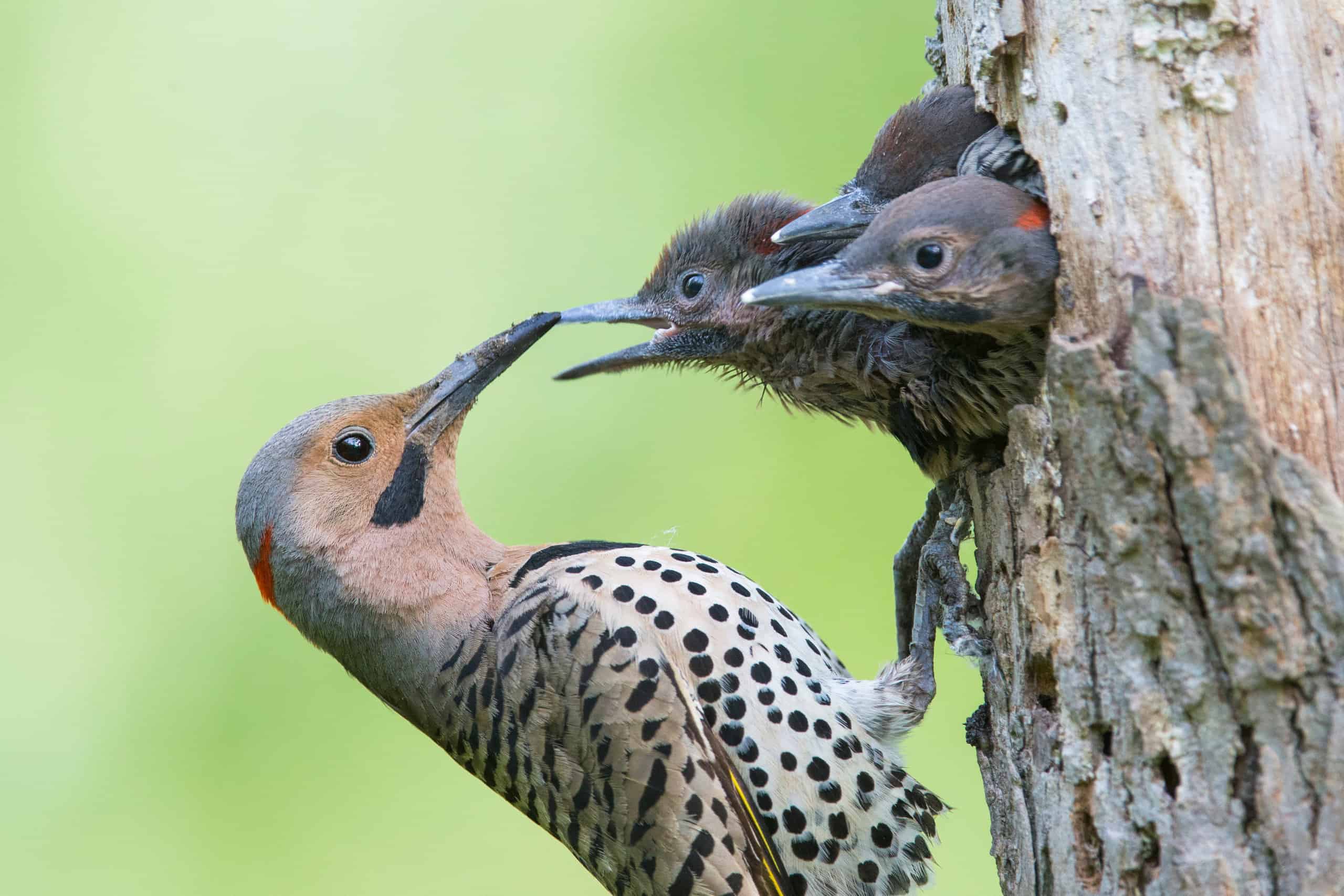 Baby Woodpecker Bird Baby Woodpecker Bird