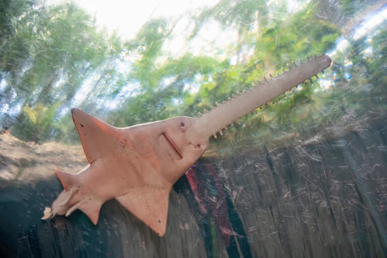 Underbelly of Sawfish Swimming in Aquarium Enclosure