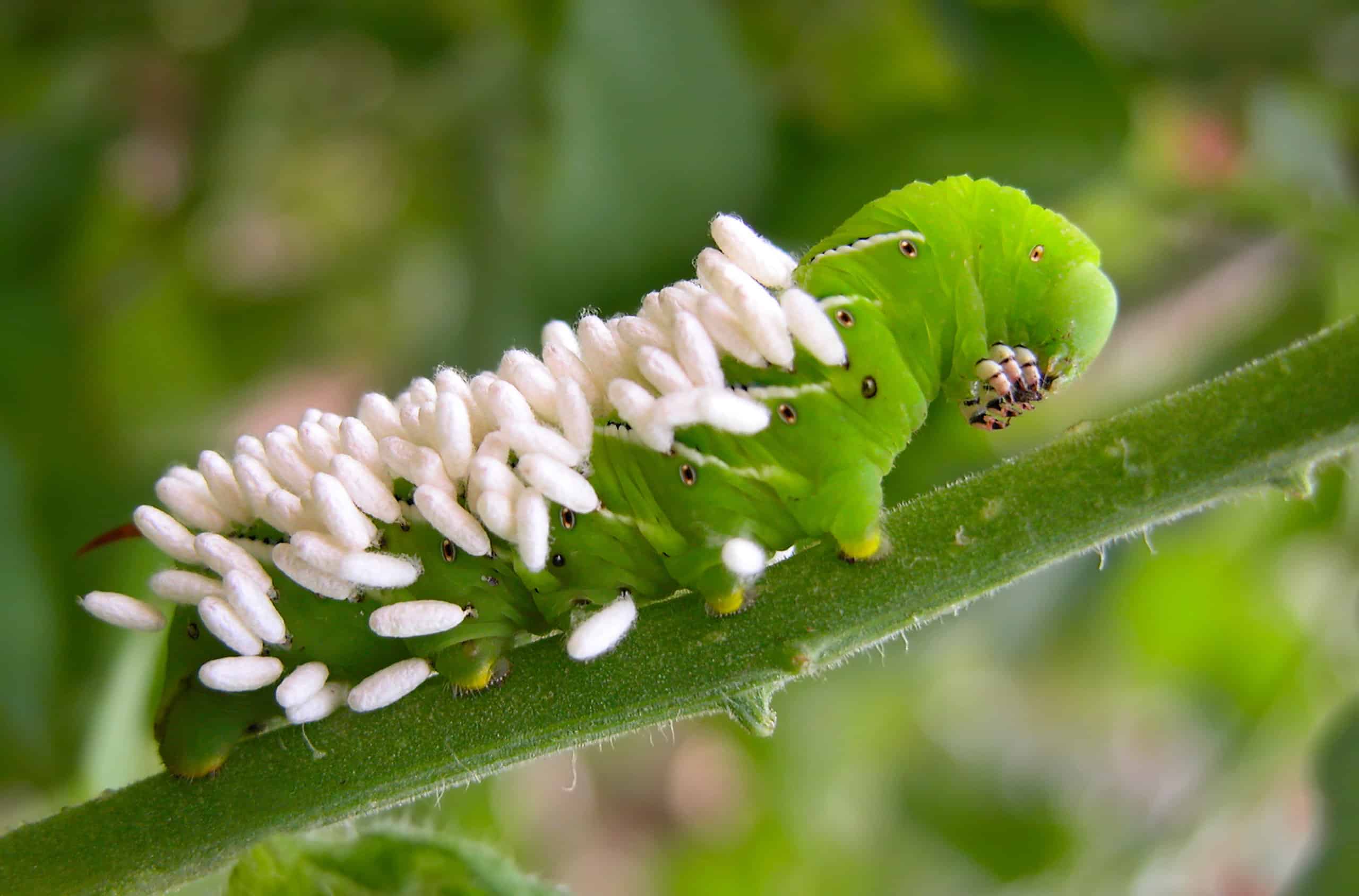 tomato hornworm with wasp eggs