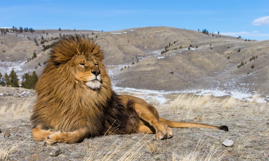 black mane lion extinct