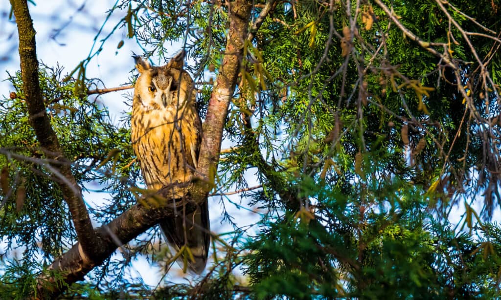 Long eared Owl