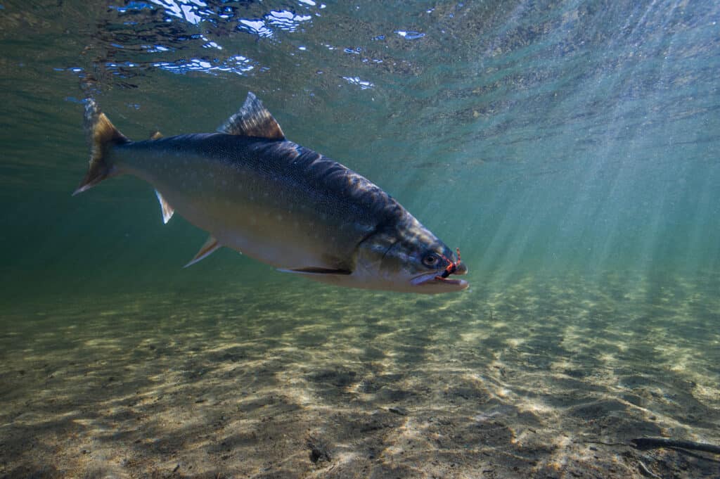 arctic char under water