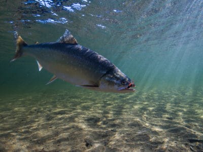 A Arctic Char