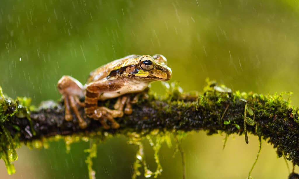 Mexican Tree Frog