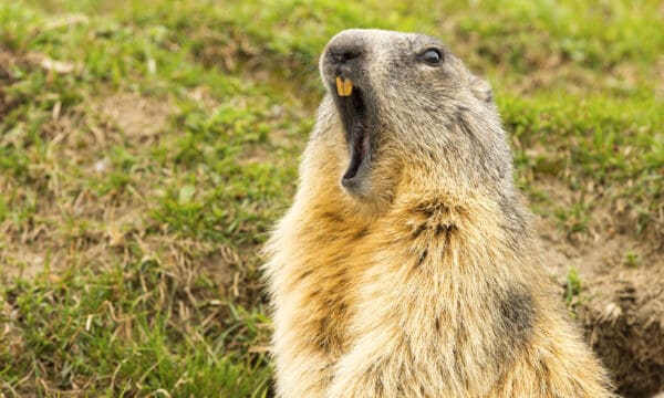 Groundhog Poop: Everything You've Ever Wanted to Know - A-Z Animals