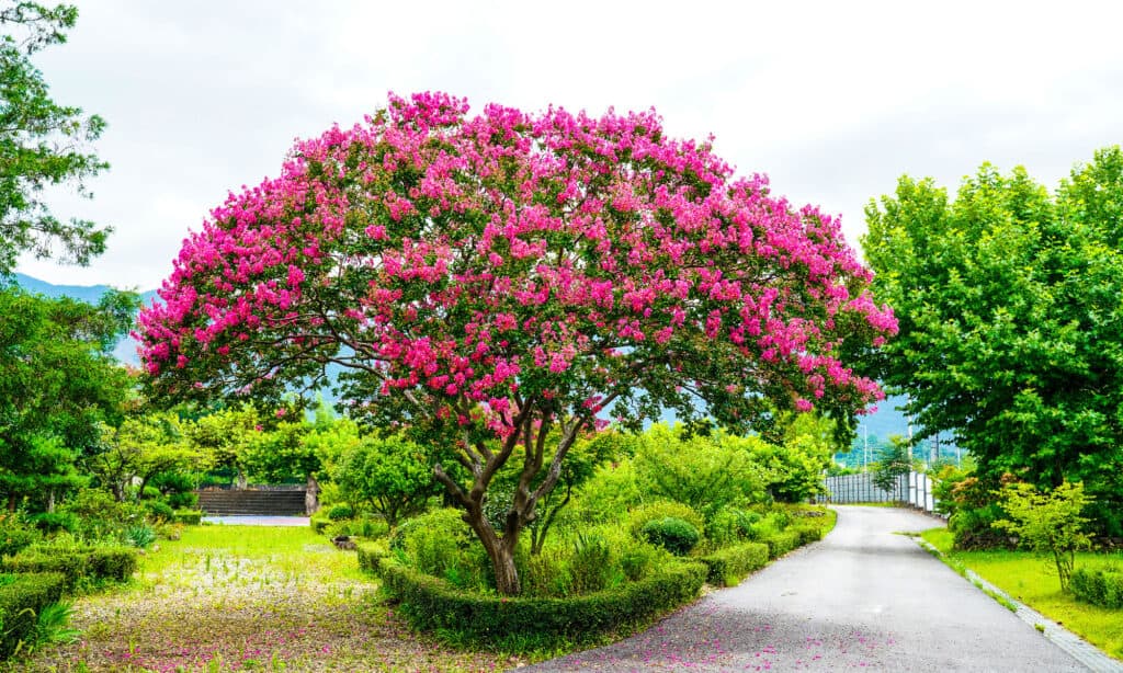 Crape Myrtle