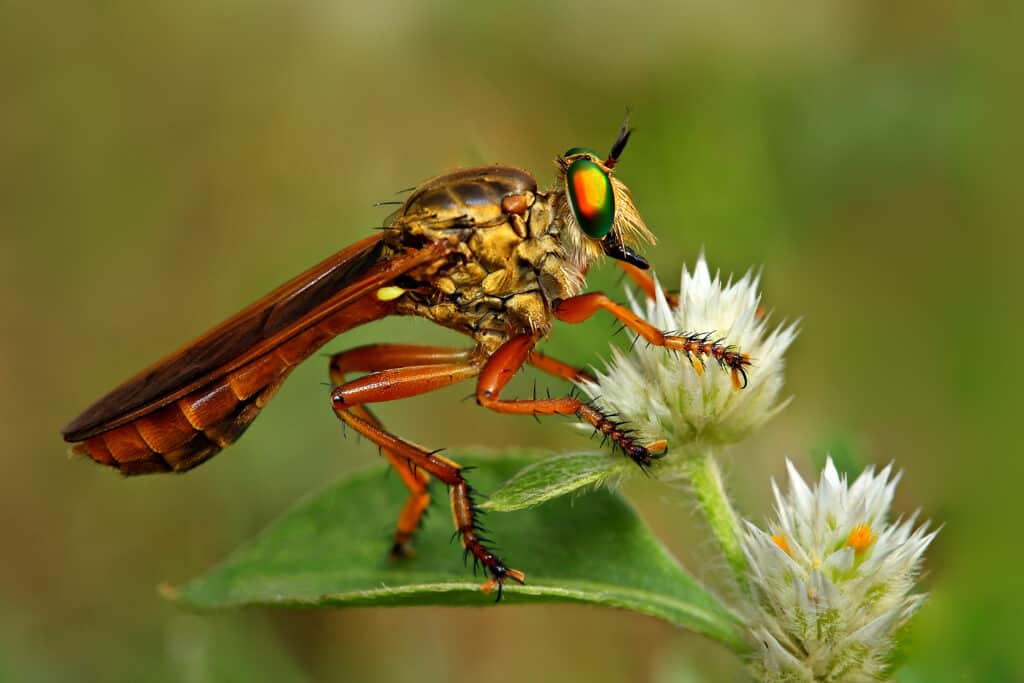 Poisonous Is A Robber Fly