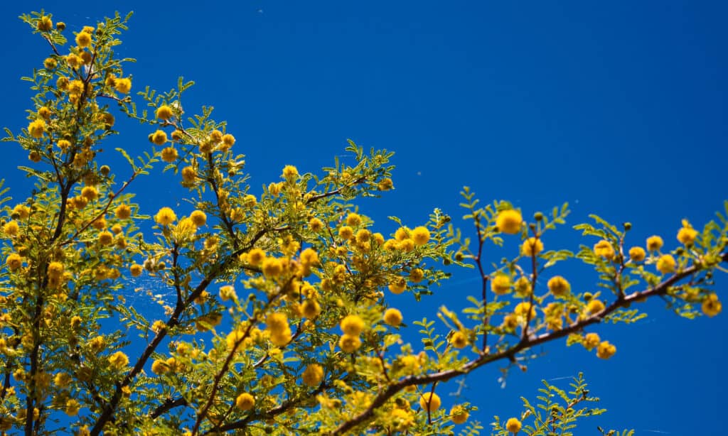 Trees Native to Texas