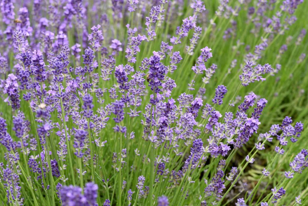 lavender plant in garden